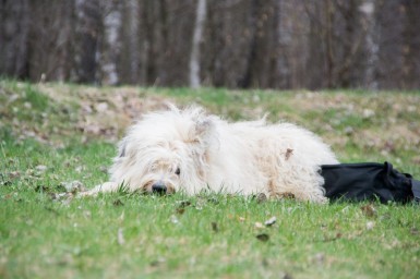 Hundeschule Greiz Hohenleuben  Schäferhund Altdeutscher Schäferhund Fichtlmeier Fichtlmeier Gera Zeulenroda