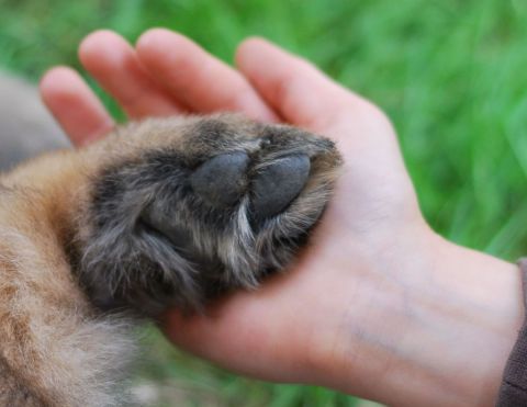 Hundeschule Greiz Hohenleuben Zeulenroda Fichtlmeier Welpen Gera